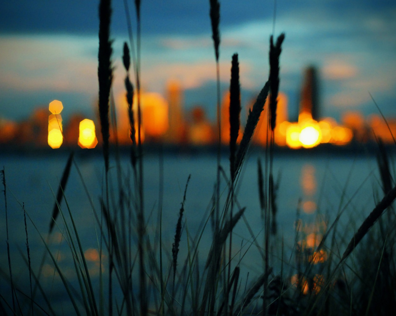 Камыш на фоне вечерних огней обои