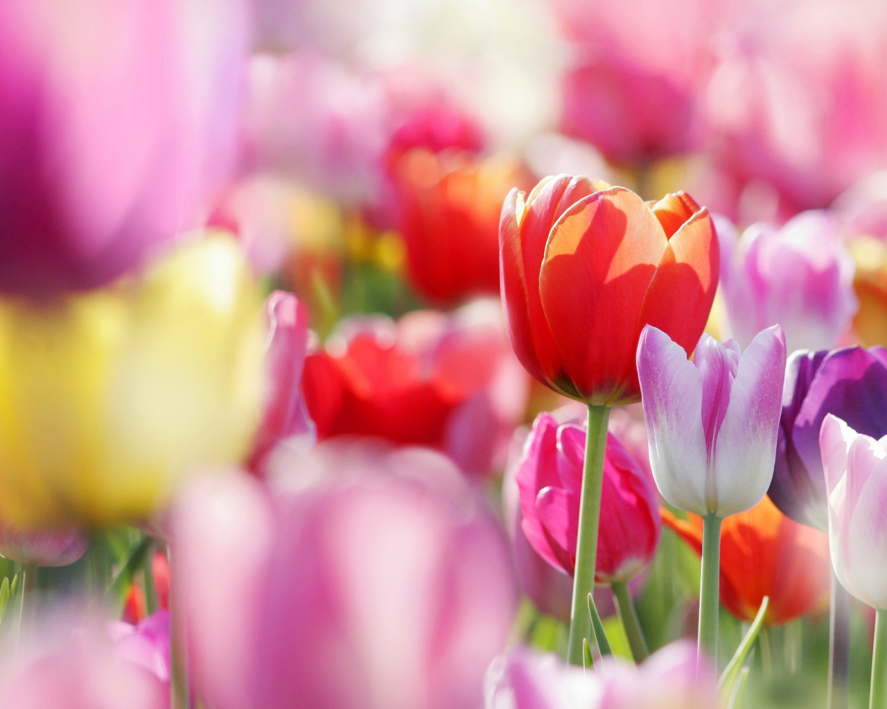 Красивые тюльпаны обои