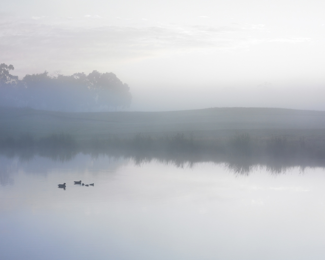 Ducks on a Misty Pond обои