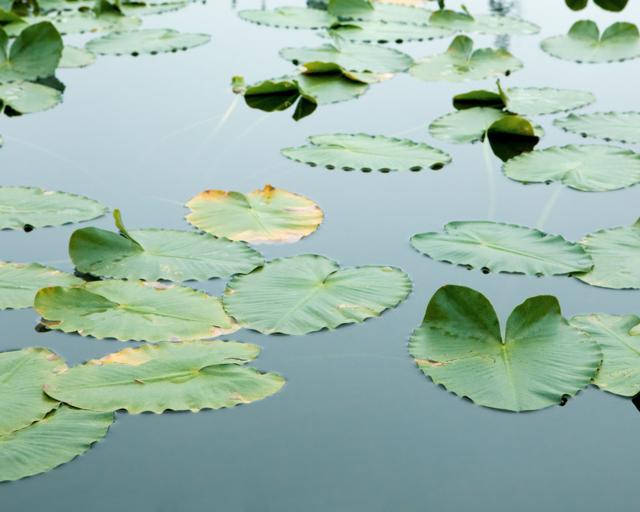 Плавающие листья обои