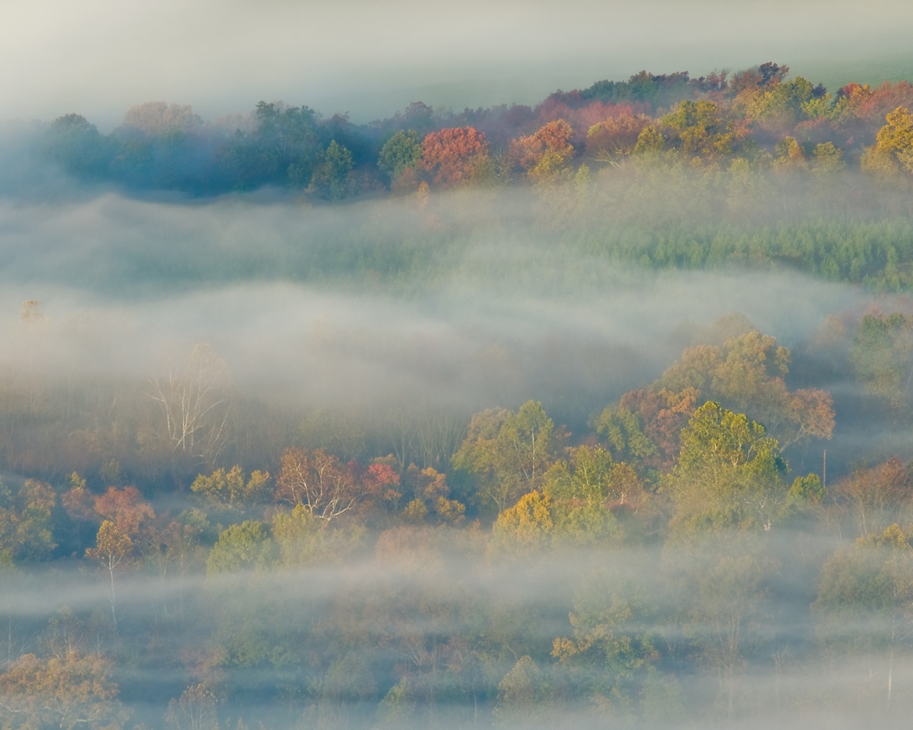 Туманный лес обои