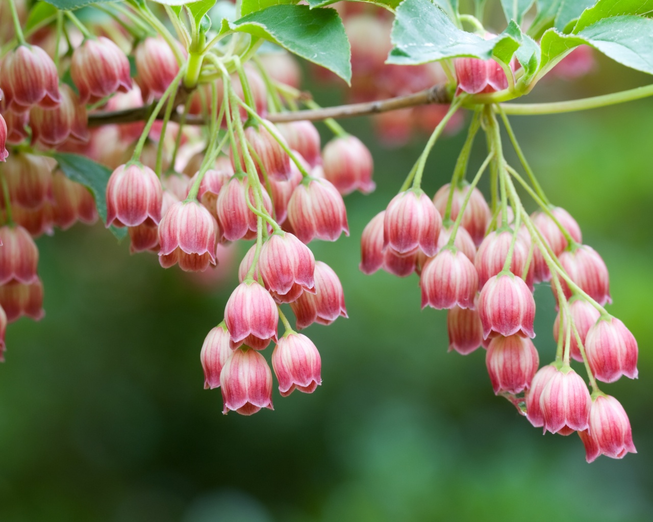 Красные колокольчики обои