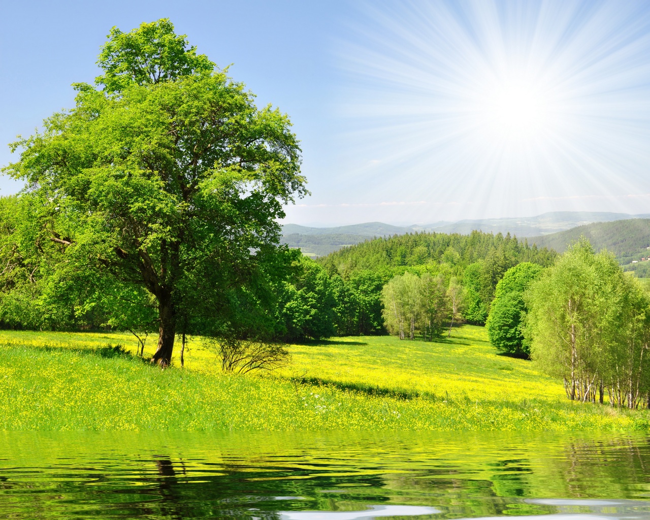 Дерево у воды обои