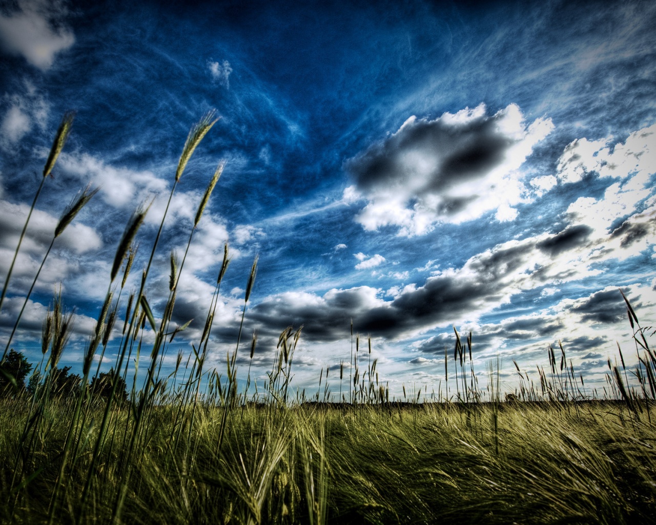 HDR Поле обои