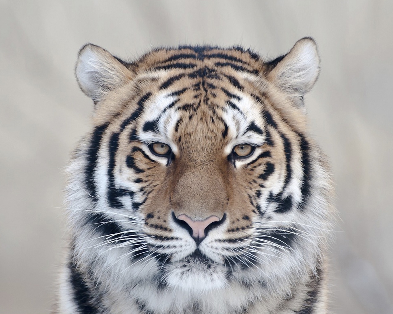 Красавец тигр обои