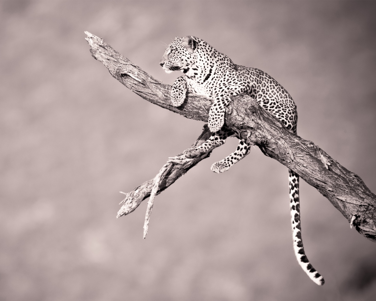 Ягуар на дереве обои