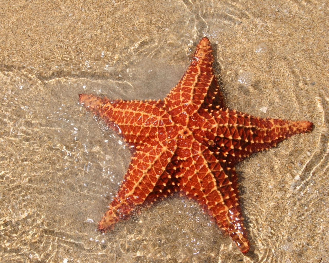 Морская звезда обои