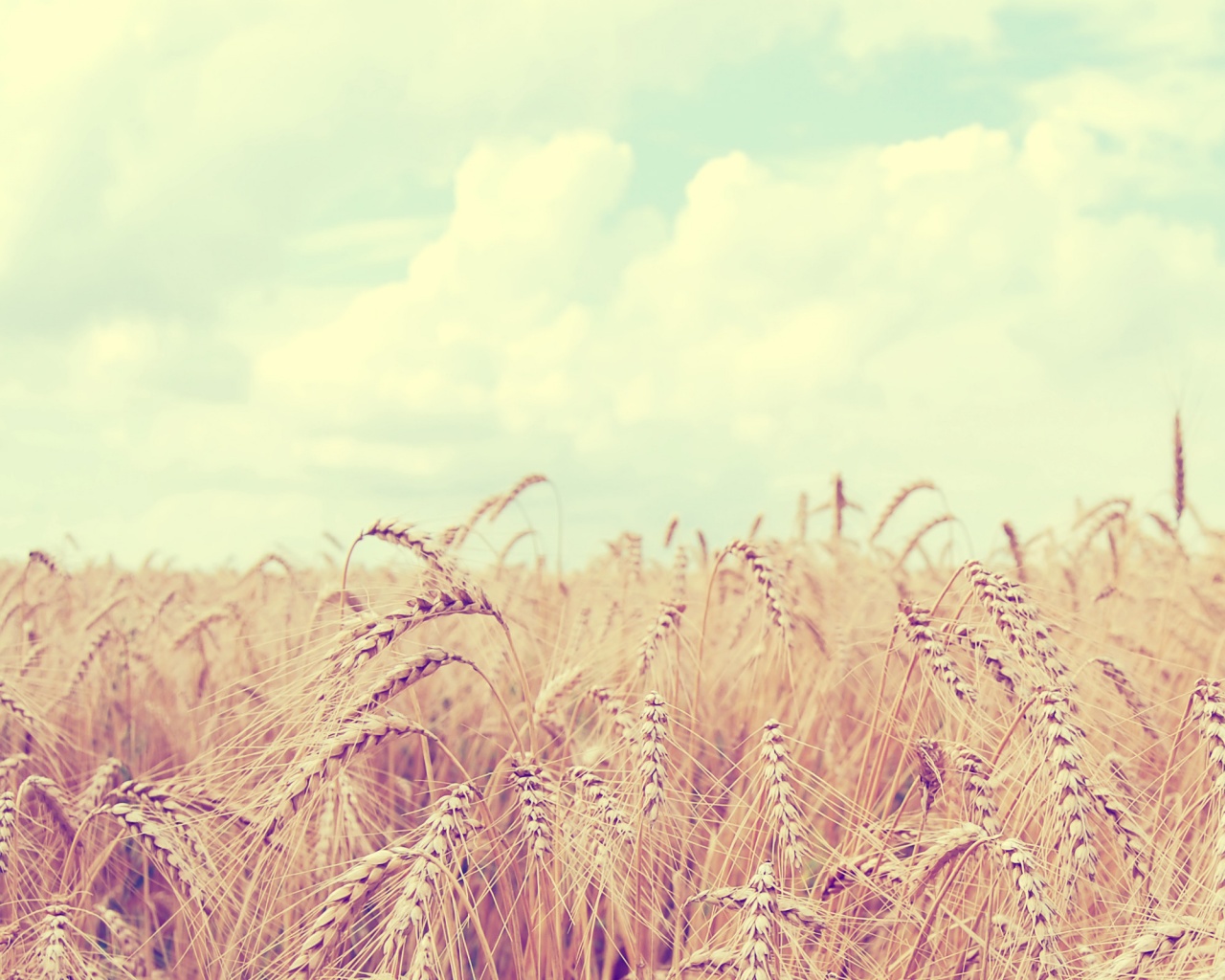 Поле колосьев обои