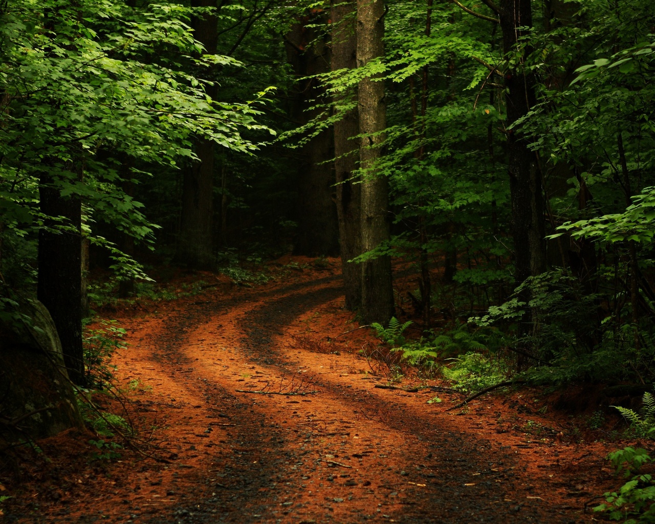 Лесная дорога обои