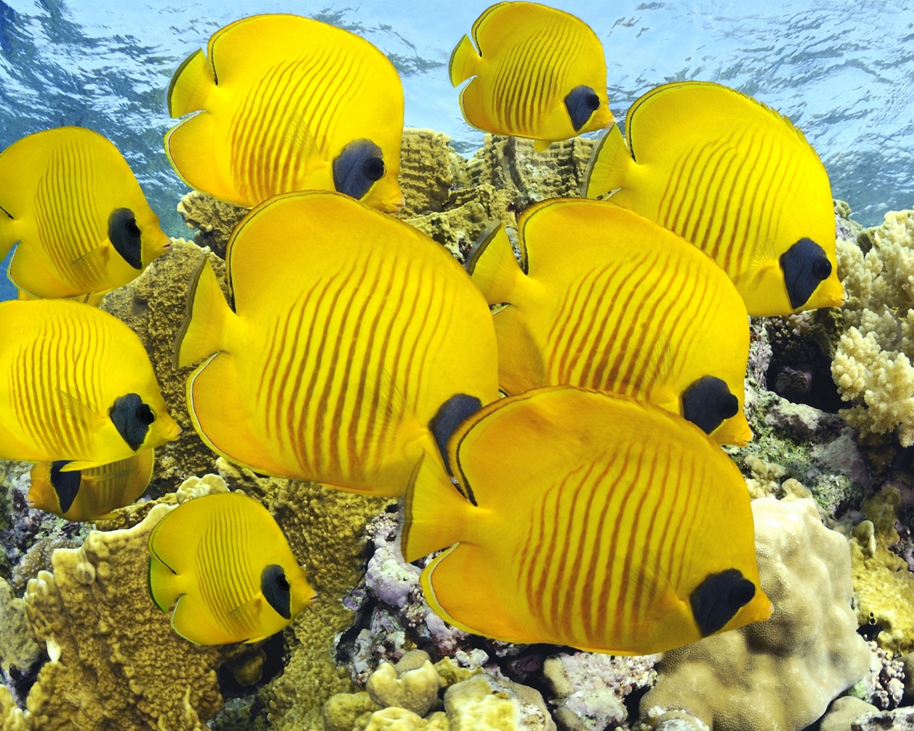 Желтые рыбки обои