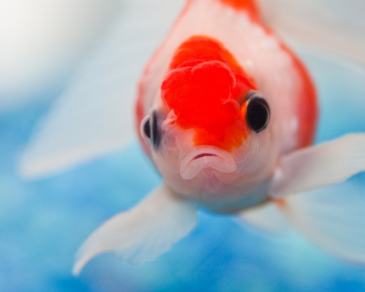 Аквариумная рыбка обои