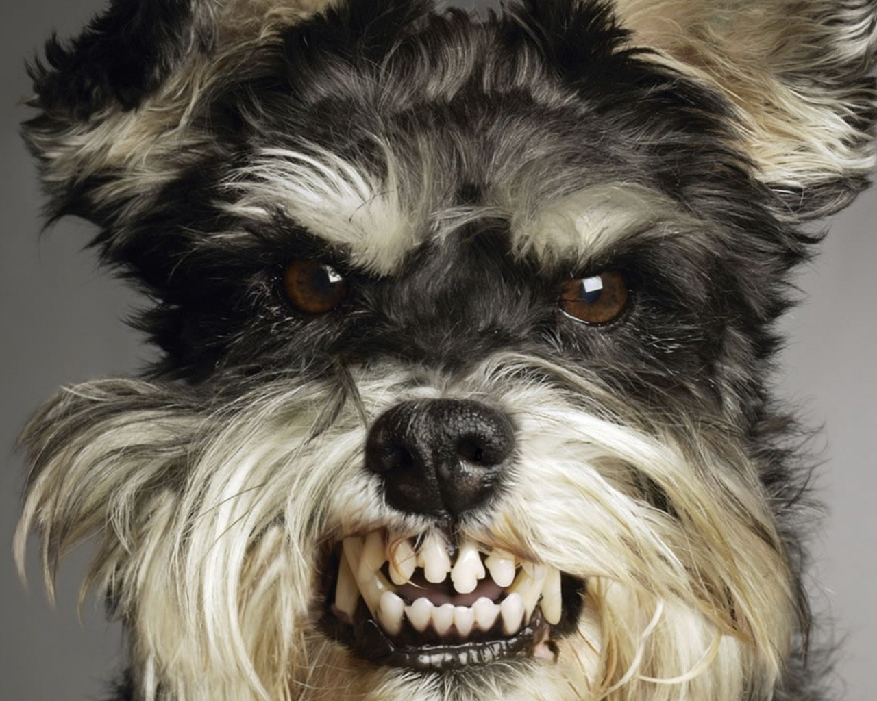 Терьер вне себя обои