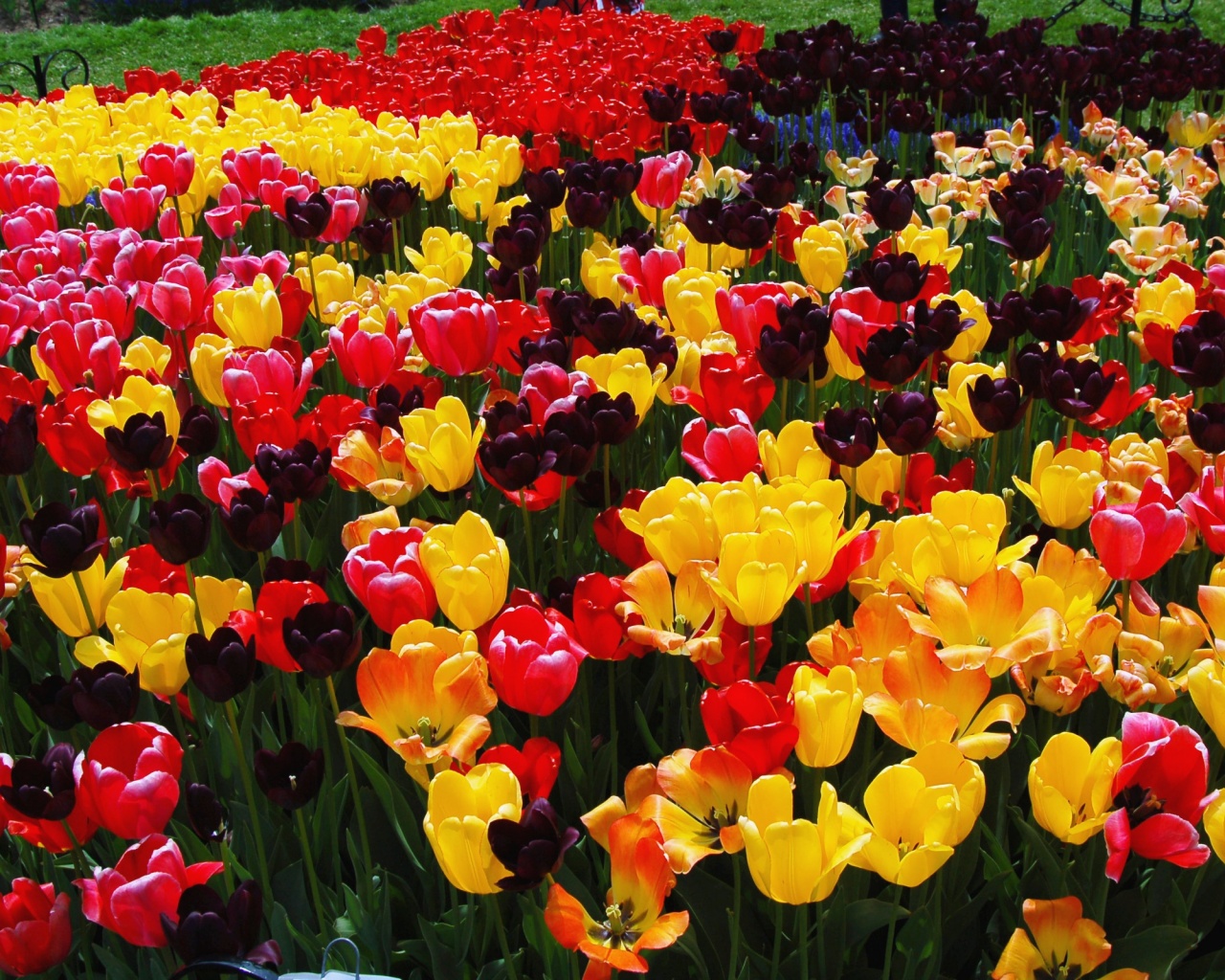 Поле тюльпанов обои