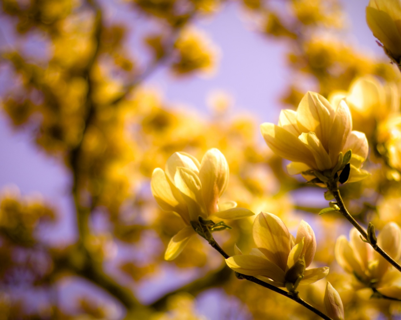 Желтые цветы распустились обои