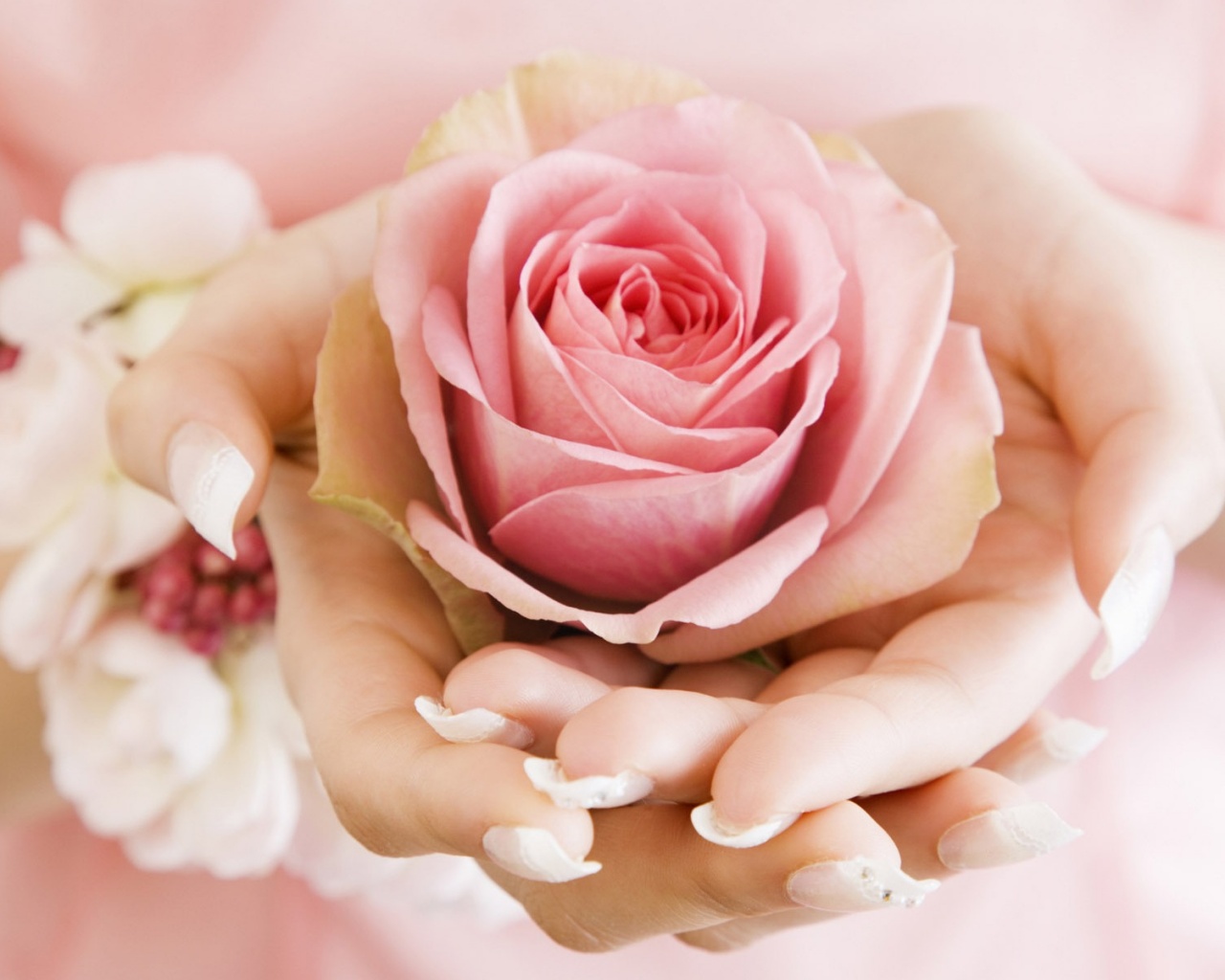 Роза в женских руках обои