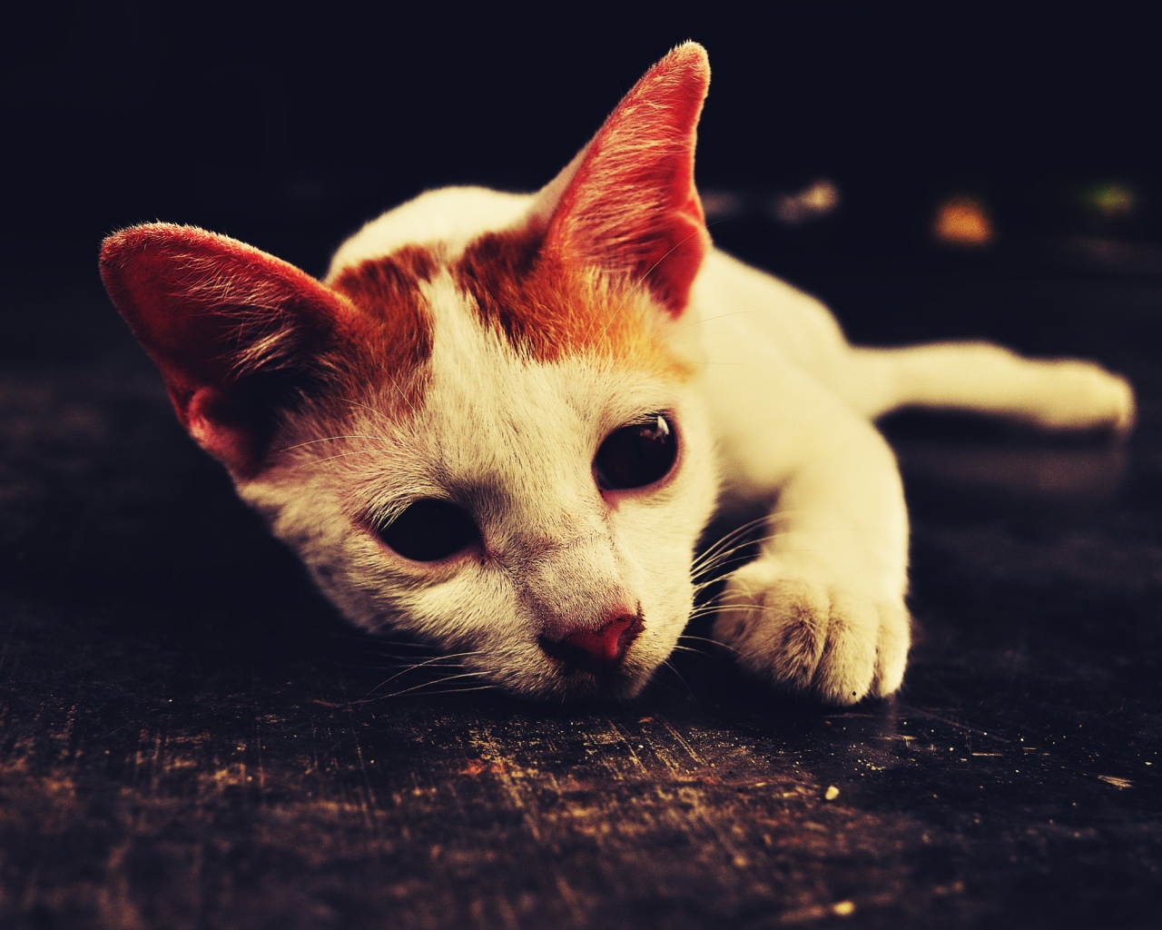 Белый кот на черном полу обои