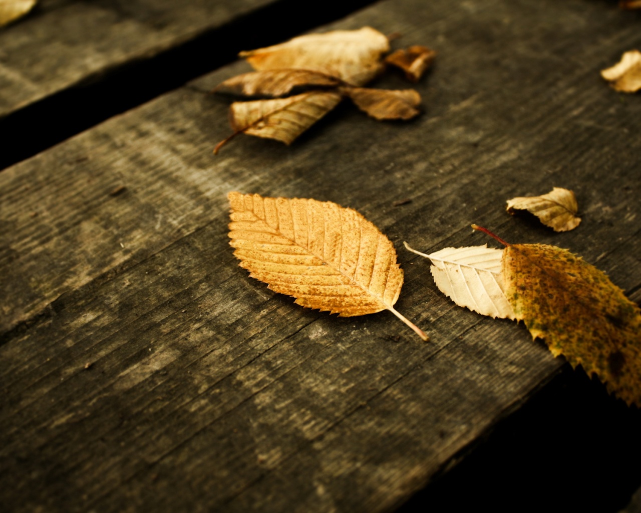 Опавшая листва обои