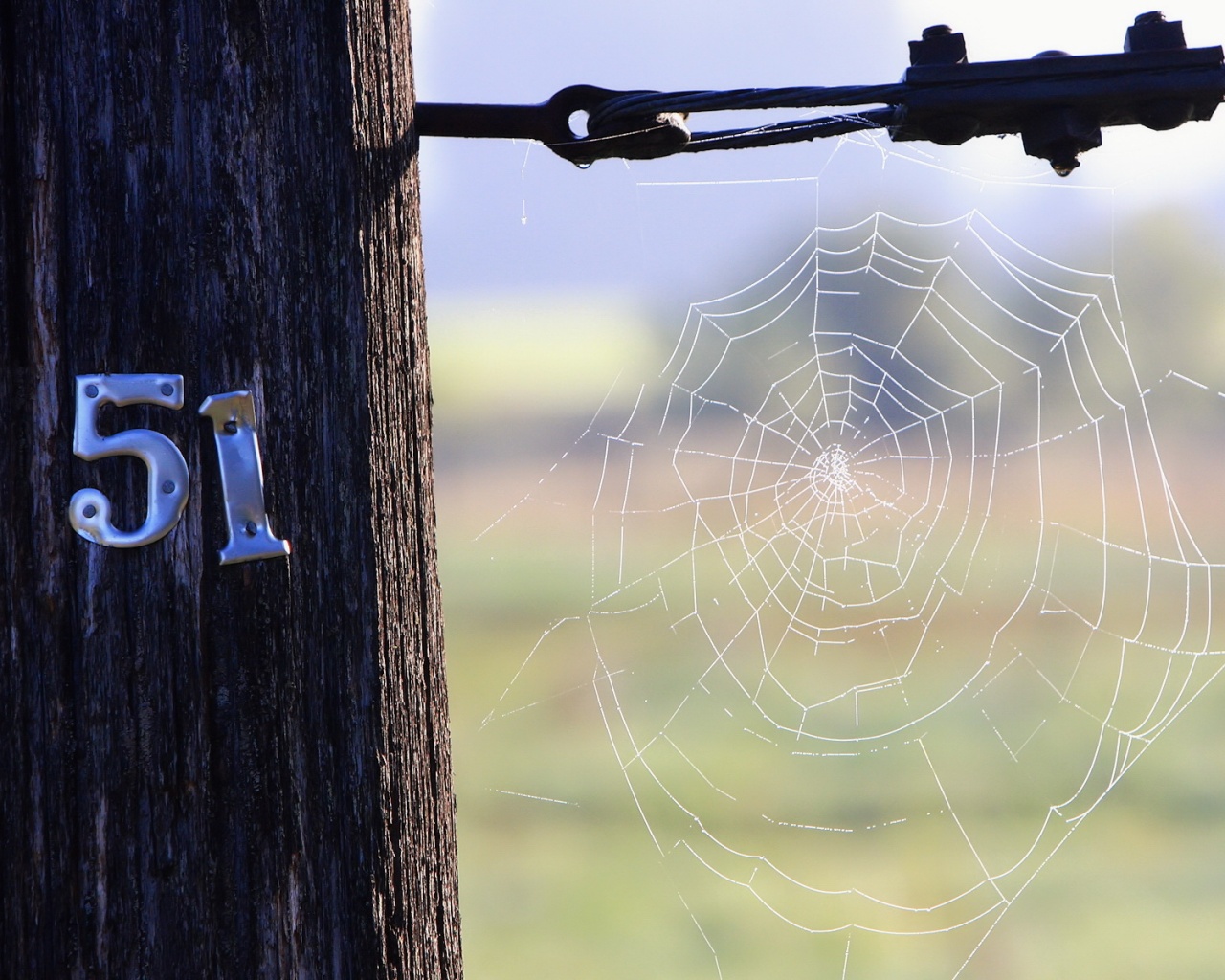 Паутина 51 обои