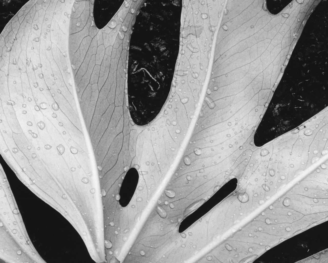 Белый лист обои