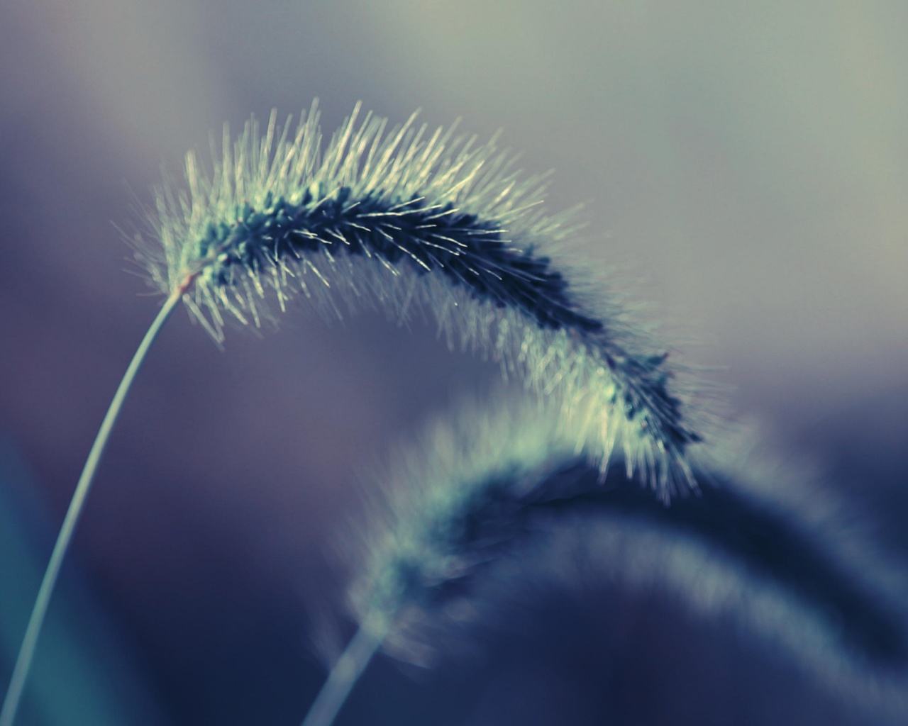 Травинка обои