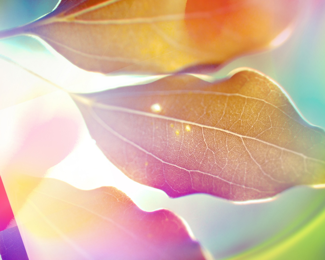 Радужные листья обои