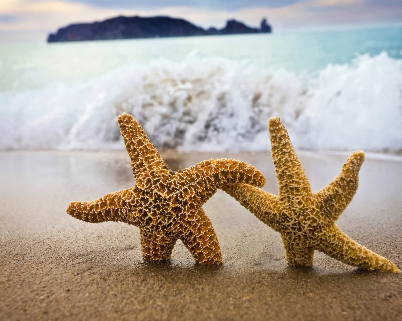 Две морские звезды обои