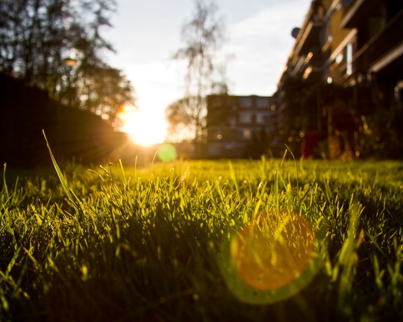 Трава во дворе обои