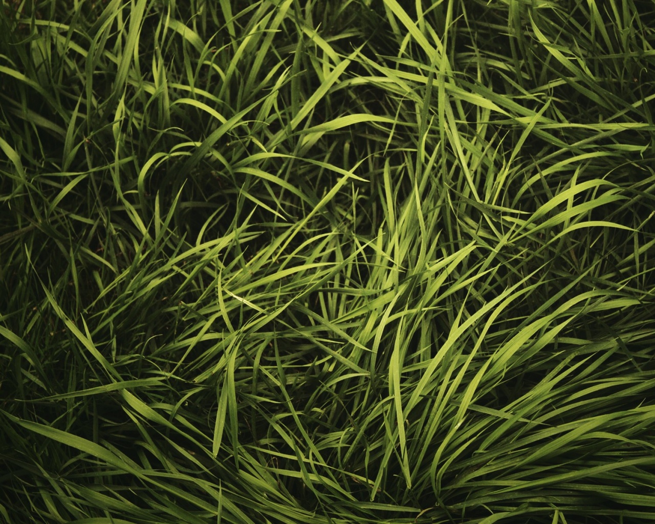 Блеклая трава обои