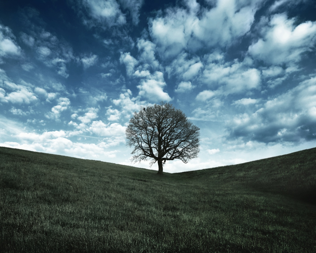 Холм одинокого дуба обои