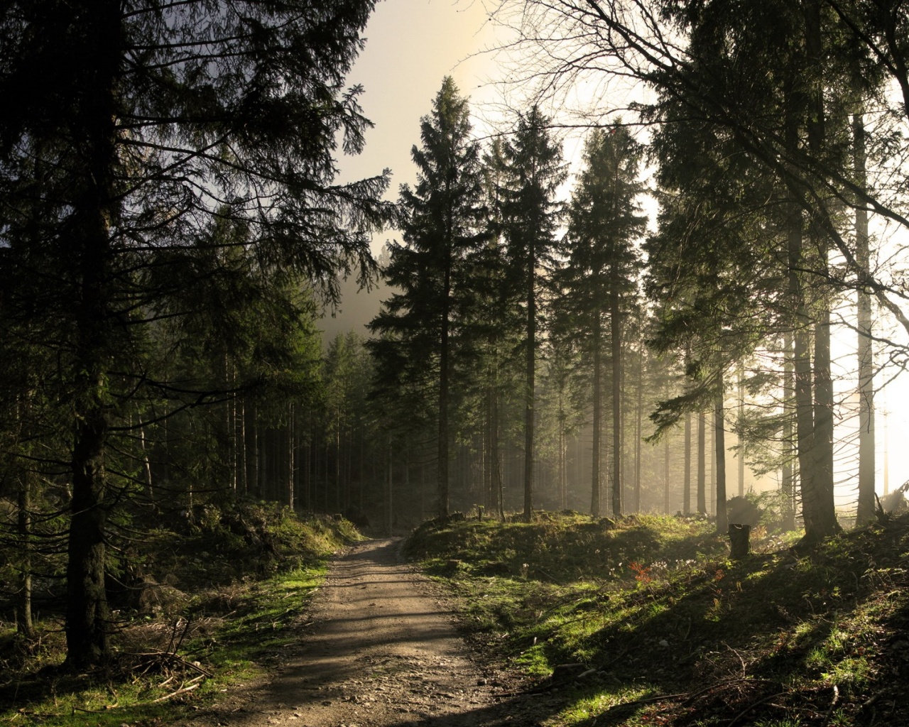 Лесная дорога обои