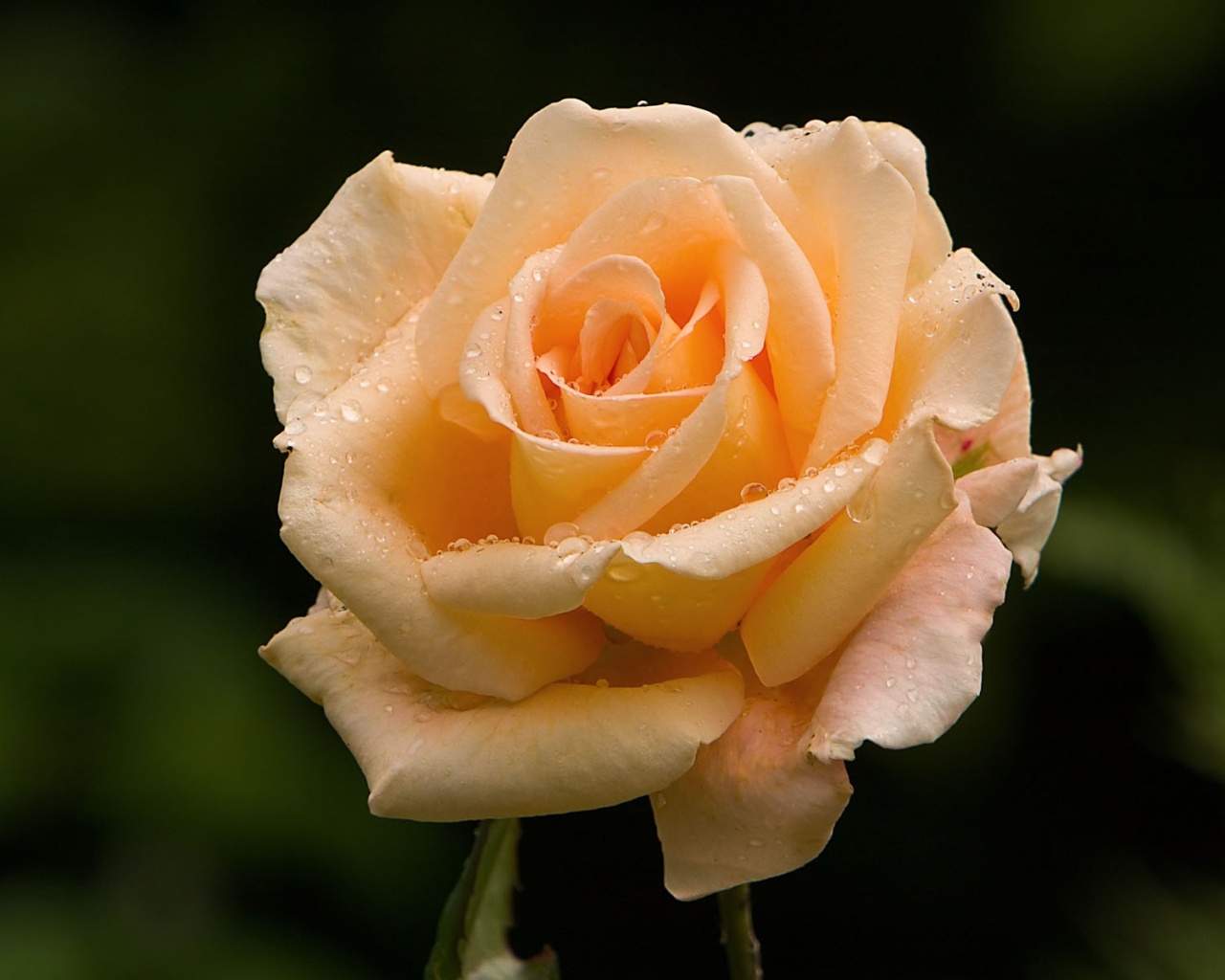 Белая роза обои