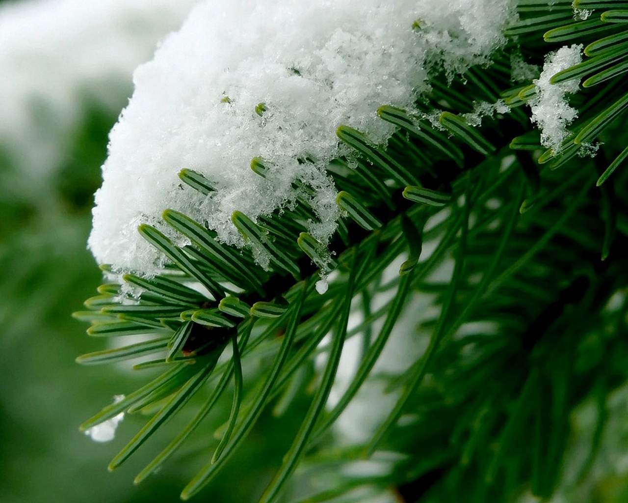 Хвойная ветка вся в снегу обои