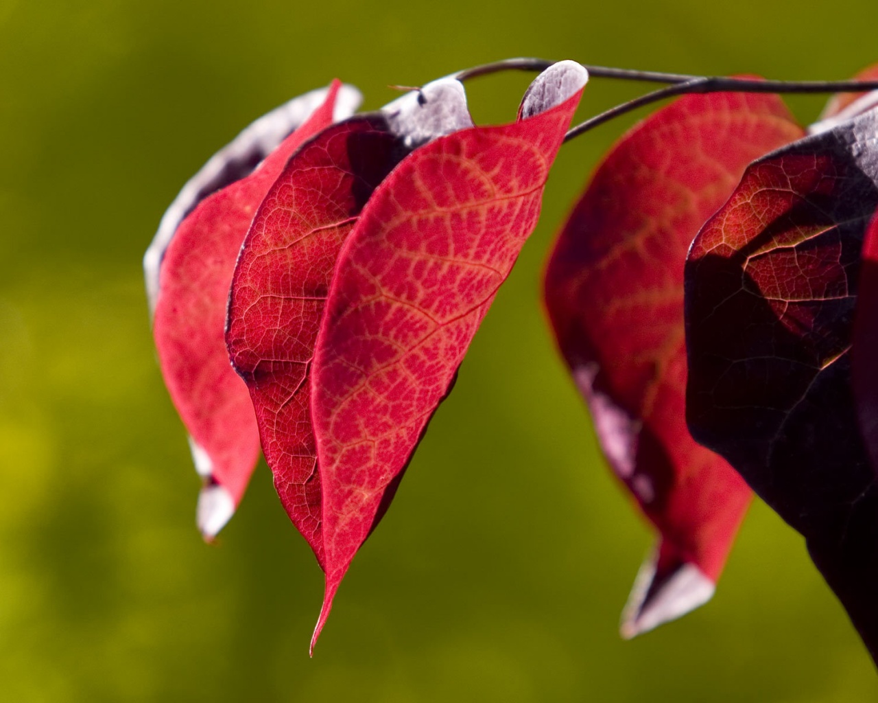 Ветка красных листьев обои