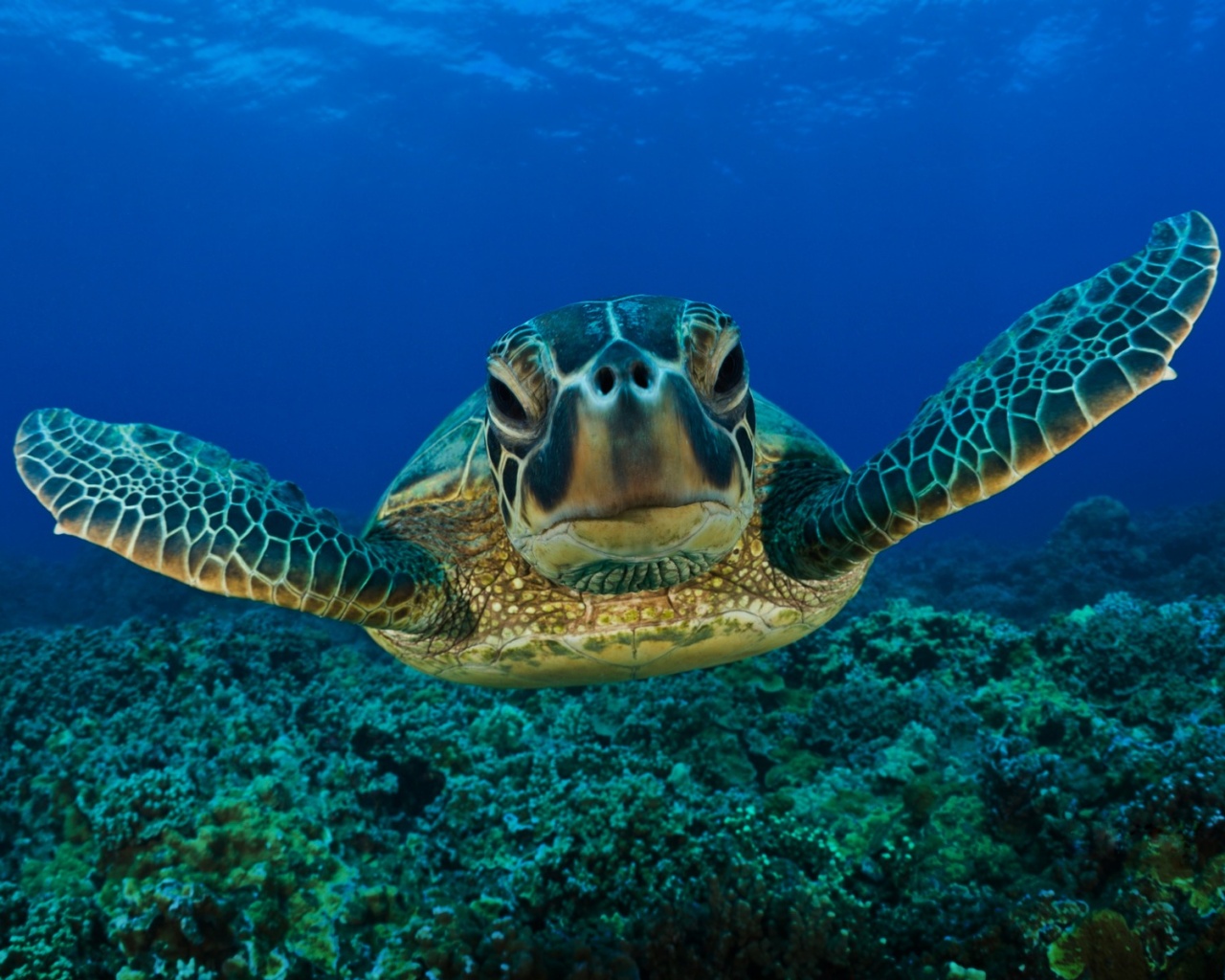 Морская черепаха обои