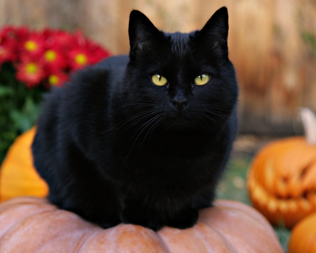 Чёрный кот на тыкве обои