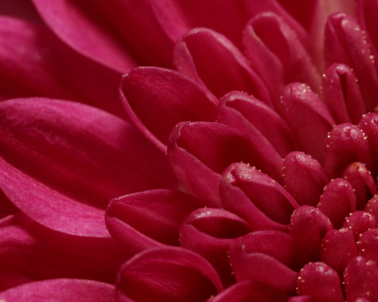 Лепестки хризантемы обои