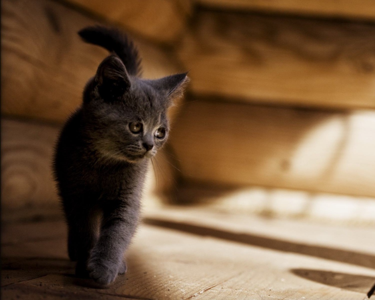 Маленький дымчатый котенок обои