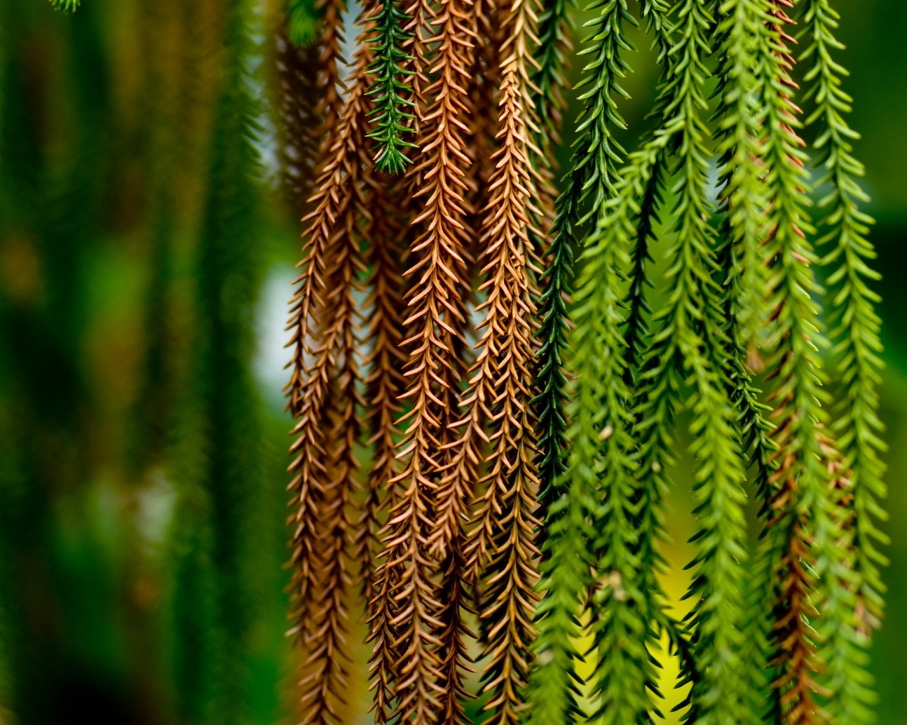 Зеленые колючки обои