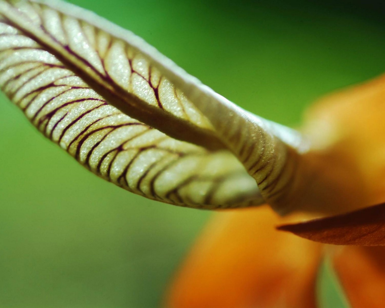 Сетчатый лист обои