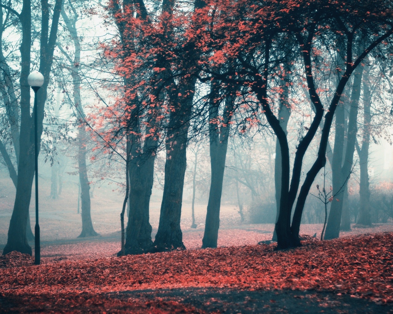 Парк красных листьев обои