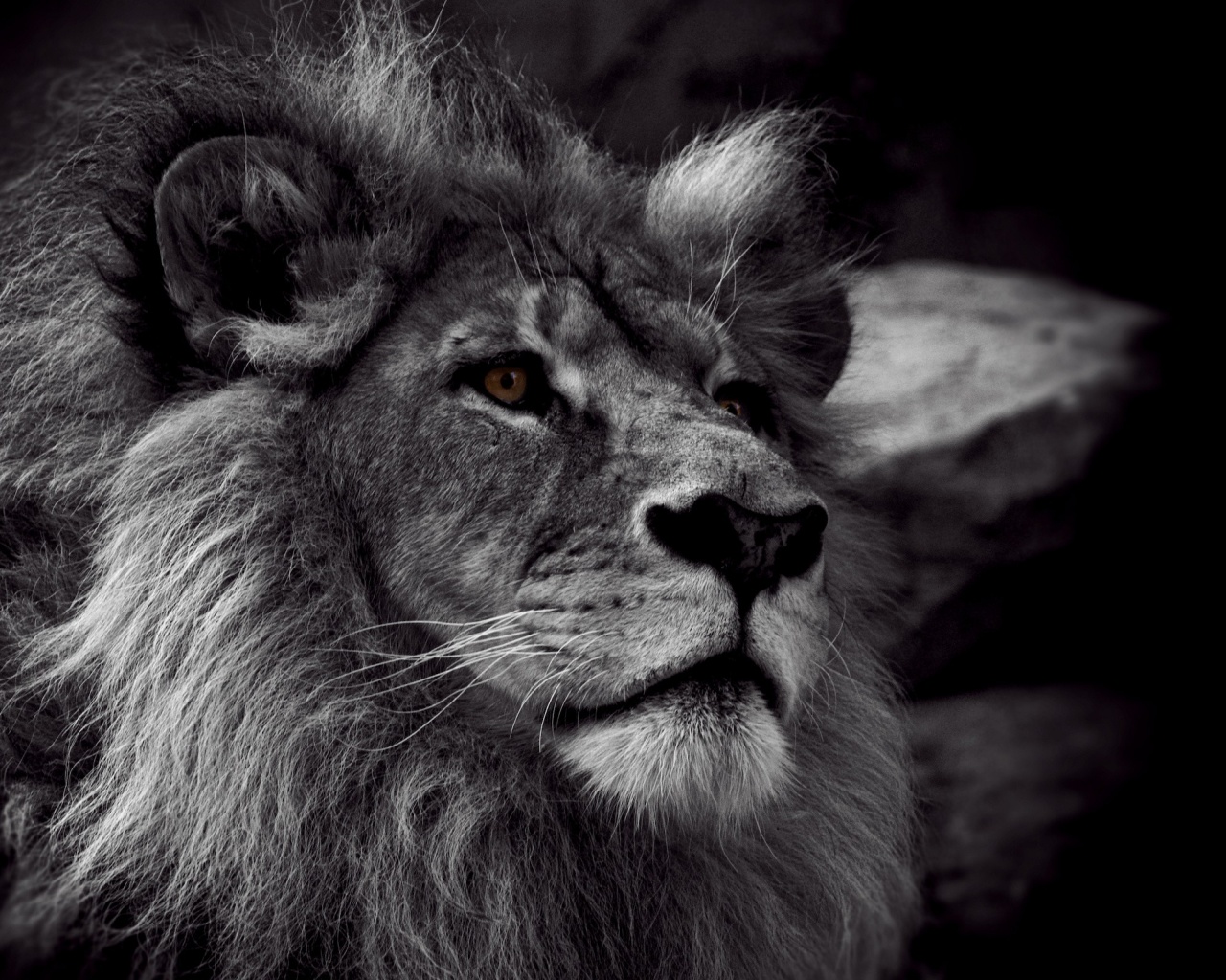 Гордый черно-белый лев обои