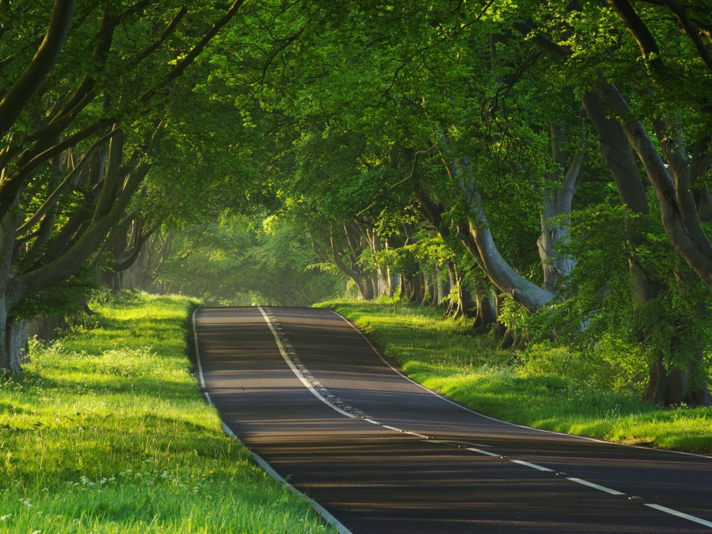 Трасса в тени деревьев обои