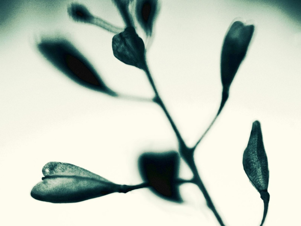 Усыхающие листья обои