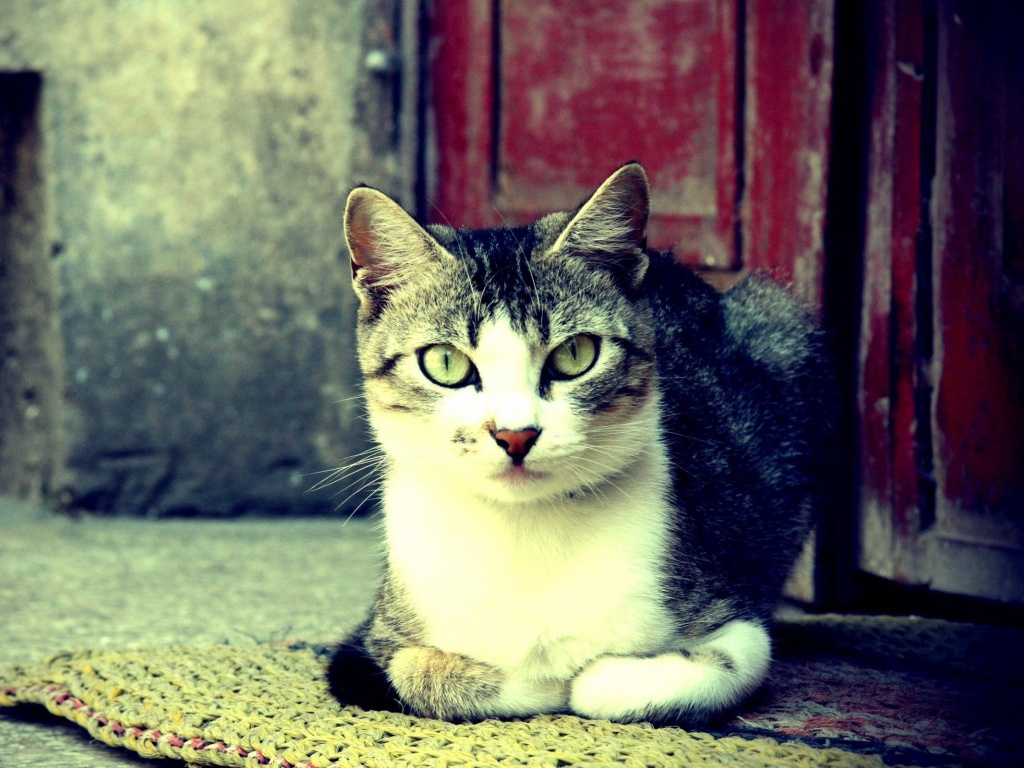 Кошечка на подстилке обои