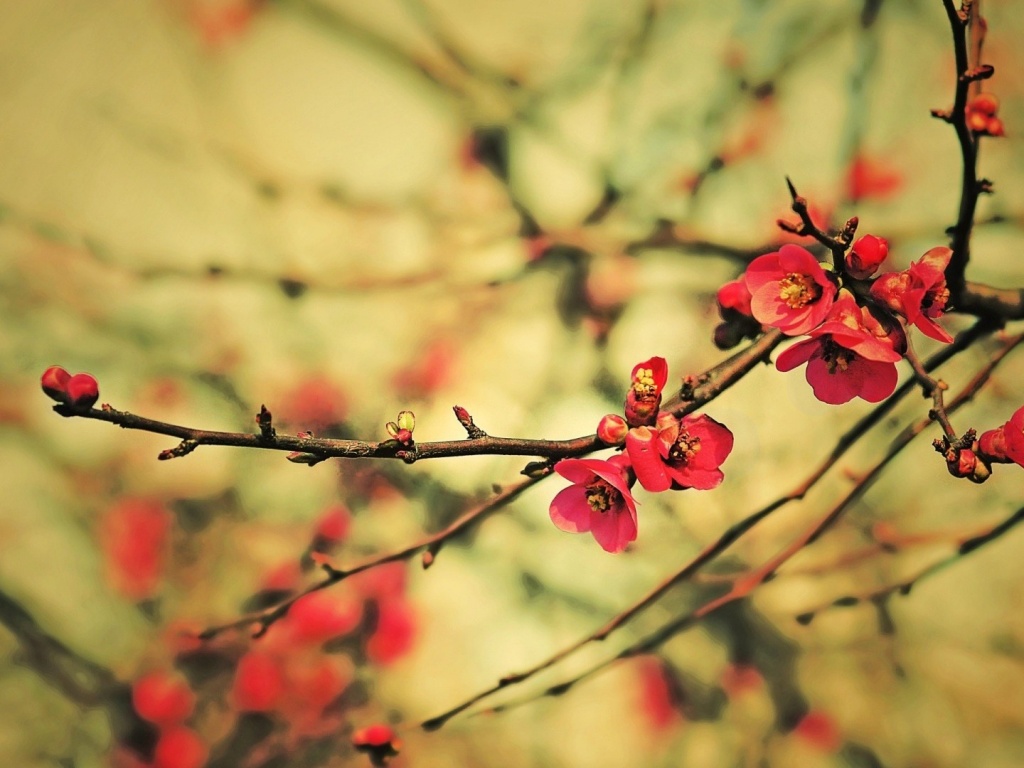 Весеннее цветение обои