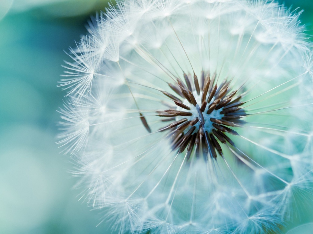 Макро фото одуванчика обои