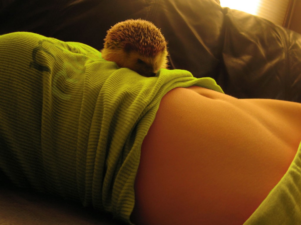 Девушка и ёжик обои