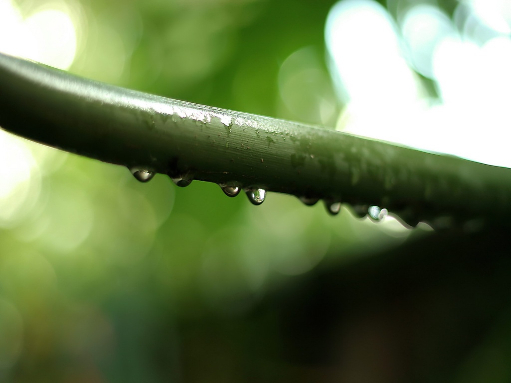 Капли на стебле обои