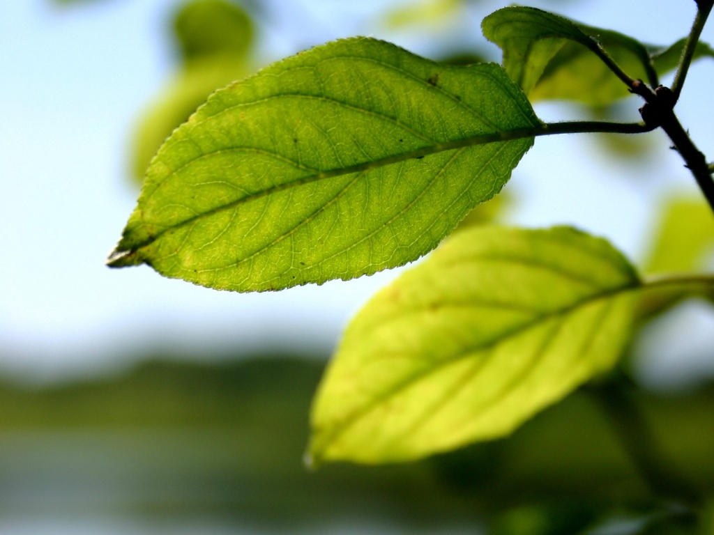 Три листа обои