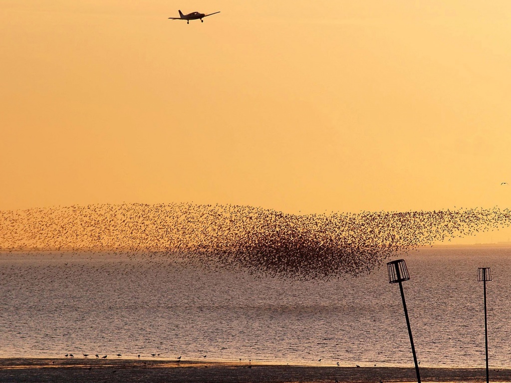 Взлетающая стая птиц обои